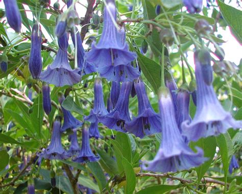 Check spelling or type a new query. Iochroma australe (= Acnistus australis) - "Blue Angel's ...
