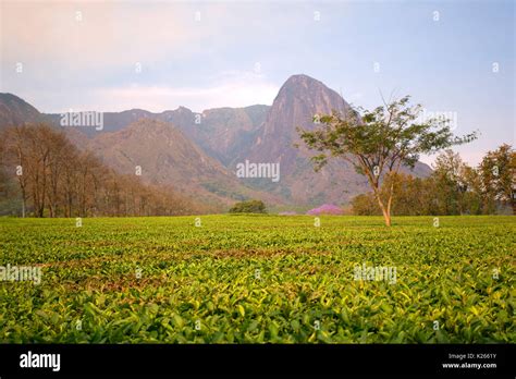 Central Africa Malawi Blantyre District Tea Farms Stock Photo Alamy