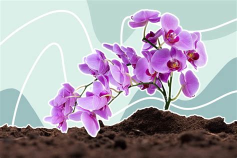 The Best Soil Mix For Orchid Plants Essential Guide Petal Republic