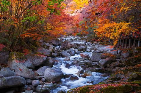 Golden Fall Forest And Stream Stock Photo Image Of Fall