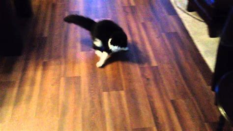 Funny Cat Vs Laser Pointer Youtube