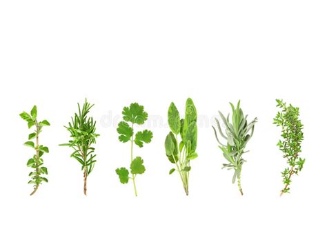 Fresh Herbs Stock Photo Image Of Condiment Botany Flavor 25546148