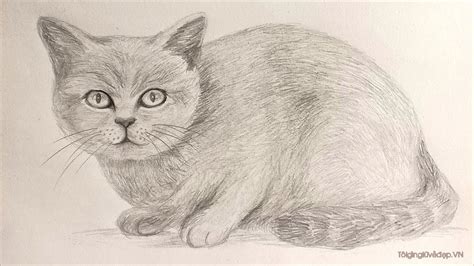 Tìm Hiểu Cách Vẽ Hình Con Mèo đơn Giản Với Những Chi Tiết đẹp Mắt