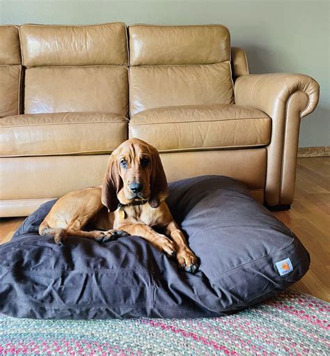 The 10 Best Dog Beds Of 2024 Tested And Reviewed
