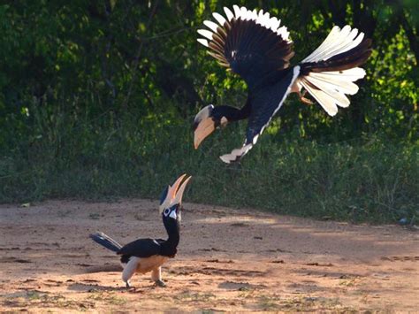 Kumana National Park Bird Watching Ours Sri