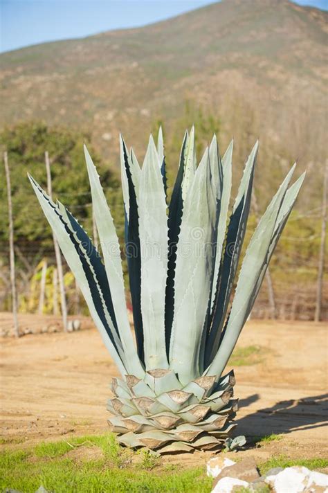 Blue Agave Plant In The Mexican Landscape Stock Photo Image Of Plant