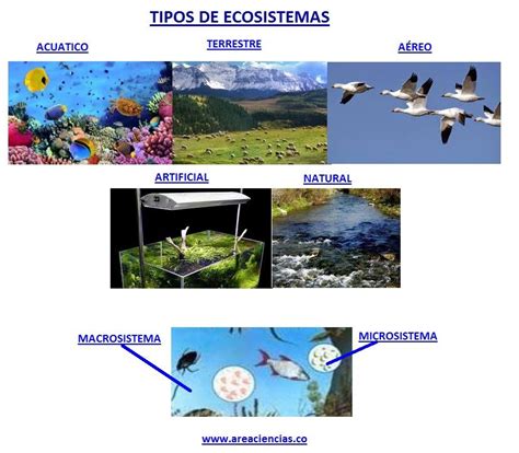 Ecosistema Y Tipos De Ecosistemas Areaciencias 27416 Hot Sex Picture
