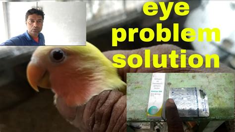 Best Eye Infection Treatment Of Love Bird Youtube