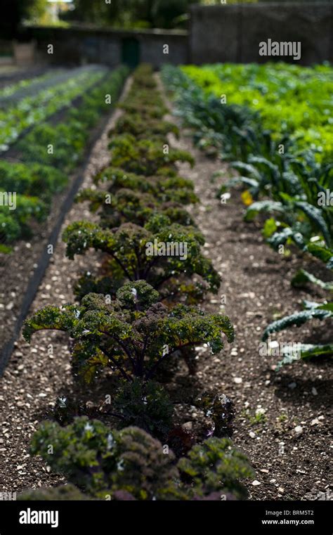 Kale Redbor Brassica Oleracea Growing At The Lost Gardens Of Heligan