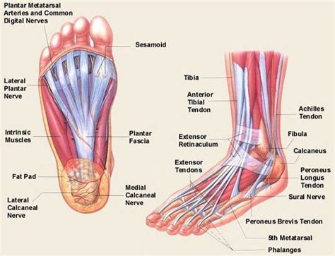 Foot Anatomy Bones Muscles Tendons Ligaments