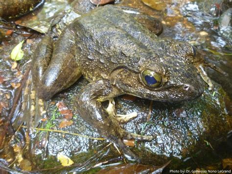 Interesting Facts About Goliath Frogs Just Fun Facts