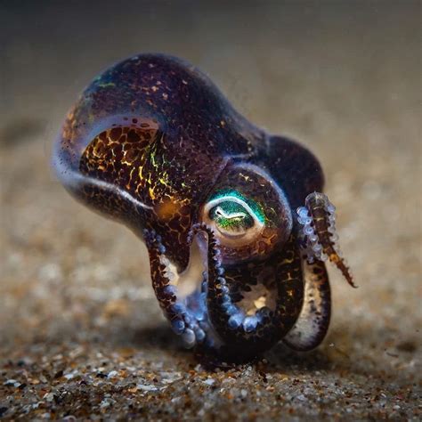The Bobtail Squid Has A Unique Luminescence For Camouflage Known As