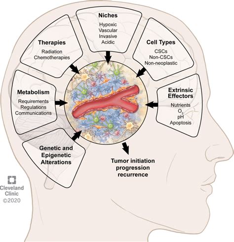 Features Of The Tumor Microenvironment In Glioblastoma Contributing To