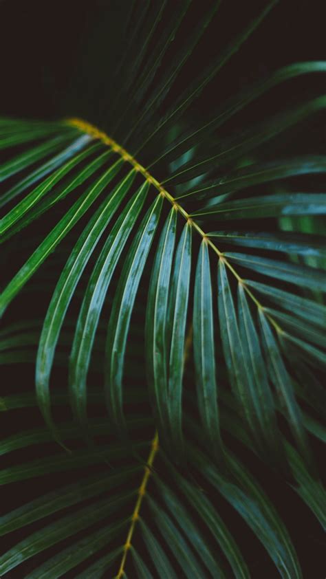 Download 1080x1920 Palm Leaves Close Up Branches