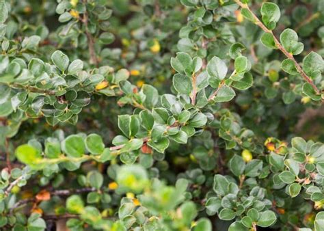Cotoneaster Cranberry Tree Top Nursery And Landscape Inc