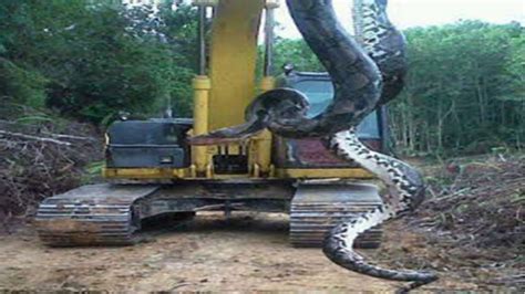 Biggest Snake Ever Giant Anaconda Attacks Dog Giant Anaconda