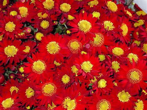 Im004669 Red Chrysanthemum Bakeling Flickr