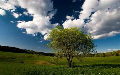 Tree Field Clouds Sky Meadow Grass Wallpaper Coolwallpapersme