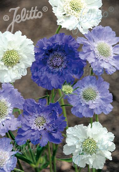 Jelitto Perennial Seed Scabiosa Caucasica Isaac House Hybr Portions