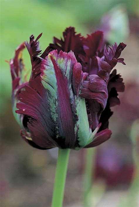 Here, 90 of her more rarely captured moments. Pin op Flowers WOW