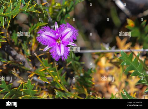 Australian Fringed Flower Hi Res Stock Photography And Images Alamy