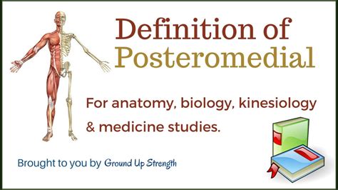 Posteromedial Definition Anatomy Kinesiology Medicine Youtube