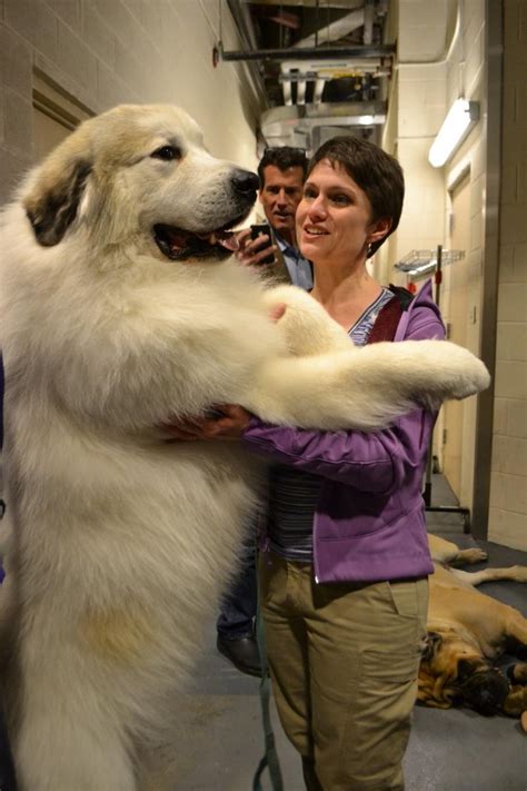 westminster dog show     big dogs   great pyrenees  mastiffs