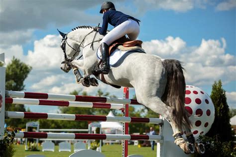 29 Horse Jumping Obstacles Explained For Beginners Equestrian Space