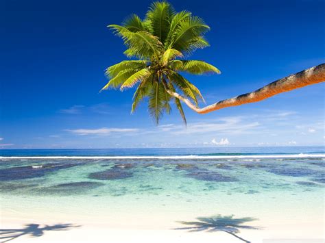 Palm Tree Over Tropical Beach Ultra Hd Desktop Background Wallpaper For