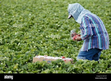 Strawberry Picking By Real Latin Mexican Workers In Florida In Winter Field Packing Field Packs