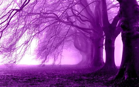 68 Purple Tree Wallpaper