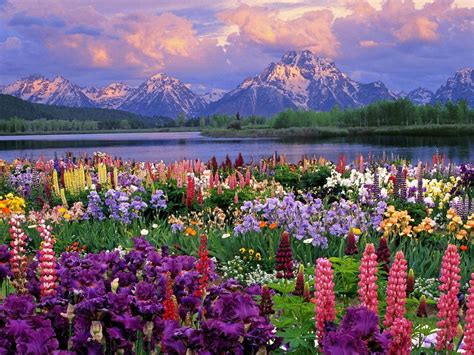 Download Most Beautiful Spring With Lupine Plants Wallpaper