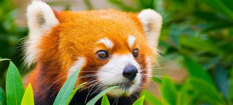 32 Interesting Red Panda Facts | Fact Retriever.com