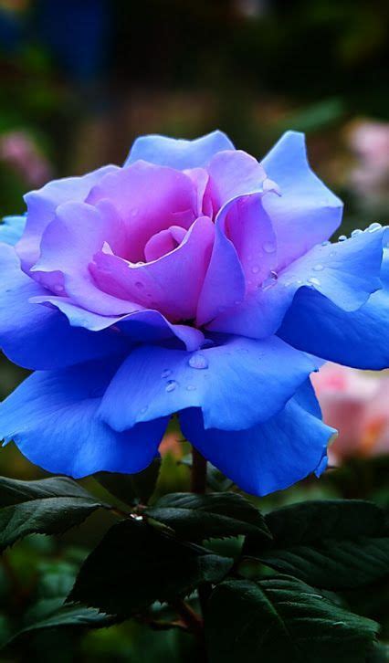 4073 1052 tree flowers meadow. How to tie-dye roses | Most beautiful flowers, Flower ...
