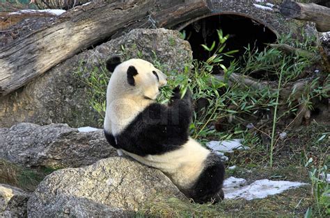Giant Panda Bear Eating Bamboo Leaf In Vienna Zoo Austria Stock