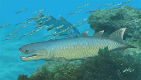 Devonian Fish Provides Unique Insights Into Early Evolution Of Modern