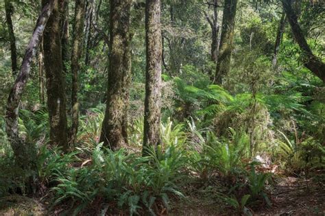 Premium Photo Temperate Rain Forest In New Zealand