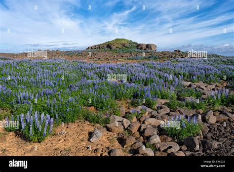 Nootka Lupine Flowers Field Near Reykjavik Iceland Stock Photo Alamy