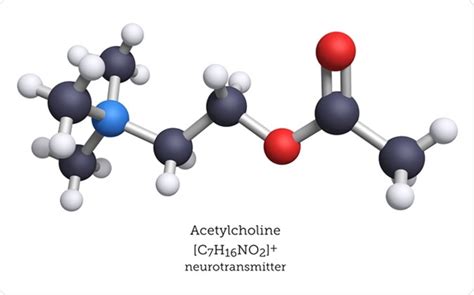 Lacetylcholine