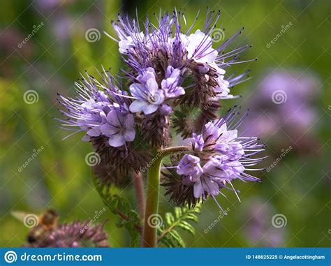Purple Flowers Of A Phacelia Tanacetifolia Plant Stock Image Image Of