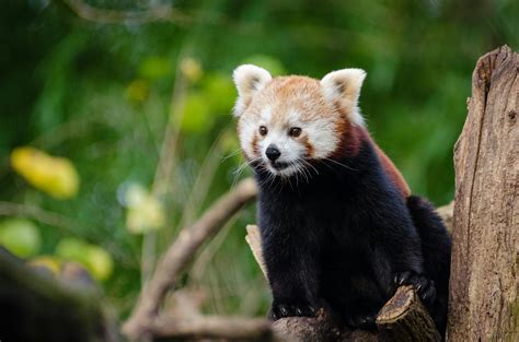 Red Panda In Close Up · Free Stock Photo
