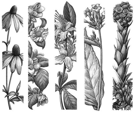 Pin By Linda Connell On Botanical Botanical Drawings Pen