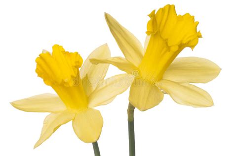 Se la forsizia non fiorisce è colpa di una cattiva stile country acquistare sei vasetti con bulbi di narcisi ancora in boccio: Narcisi Crescenti Della Primavera In Giardino Immagine ...