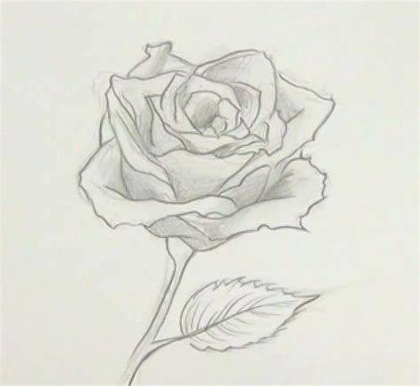 Dibujos De Rosas A Lápiz Dibujos