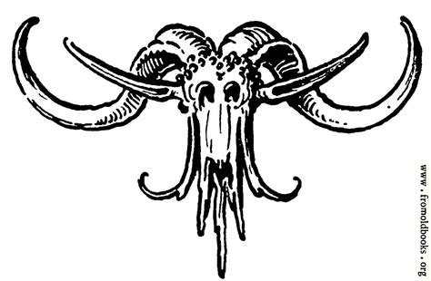 Stock Block Deer Skull Image 1287x844 Pixels 85