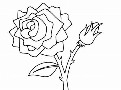 Coloring Pages Rose Roses Flower Printable