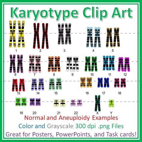 Human Karyotype Chromosome Clip Art Diagrams For Posters Quizzes