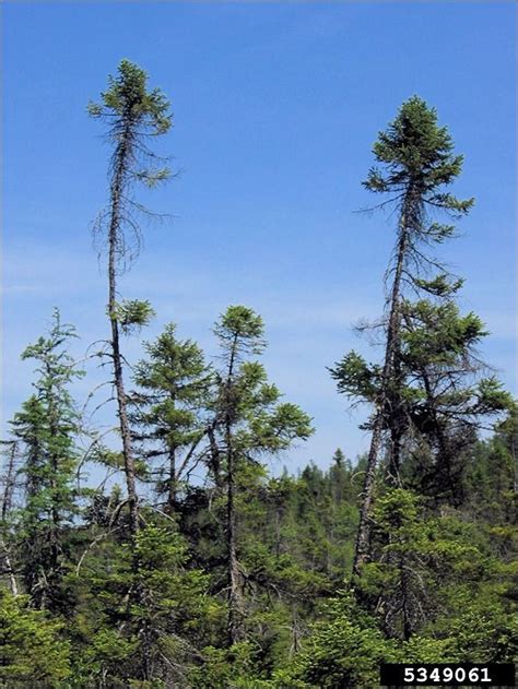 Isu Forestry Extension Tree Identification Black Spruce Picea Boreal Forest Spruce
