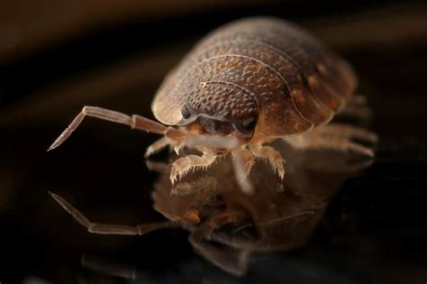 How To Identify Bedbugs And Distinguish Them From Other Pests Dengarden