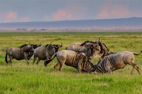 Serengeti National Park Experience | Tanzania | Tanzania Wildlife | Tours